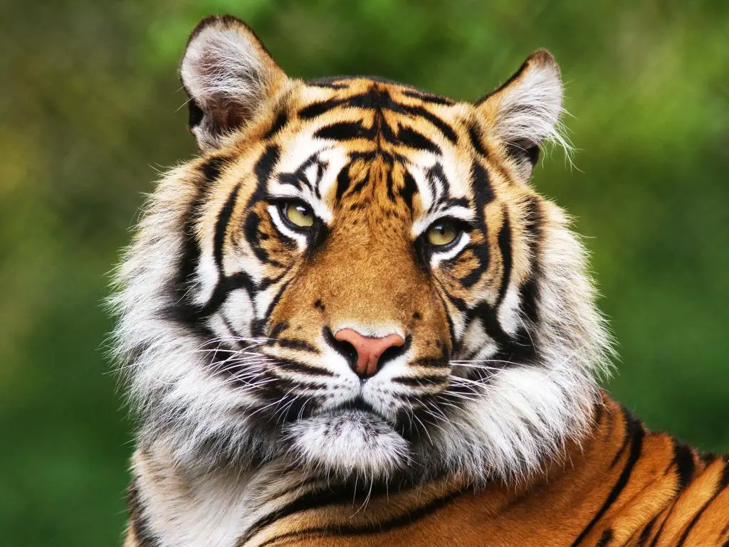 Celebrating Tigers in James Bond Movies for International Tiger Day